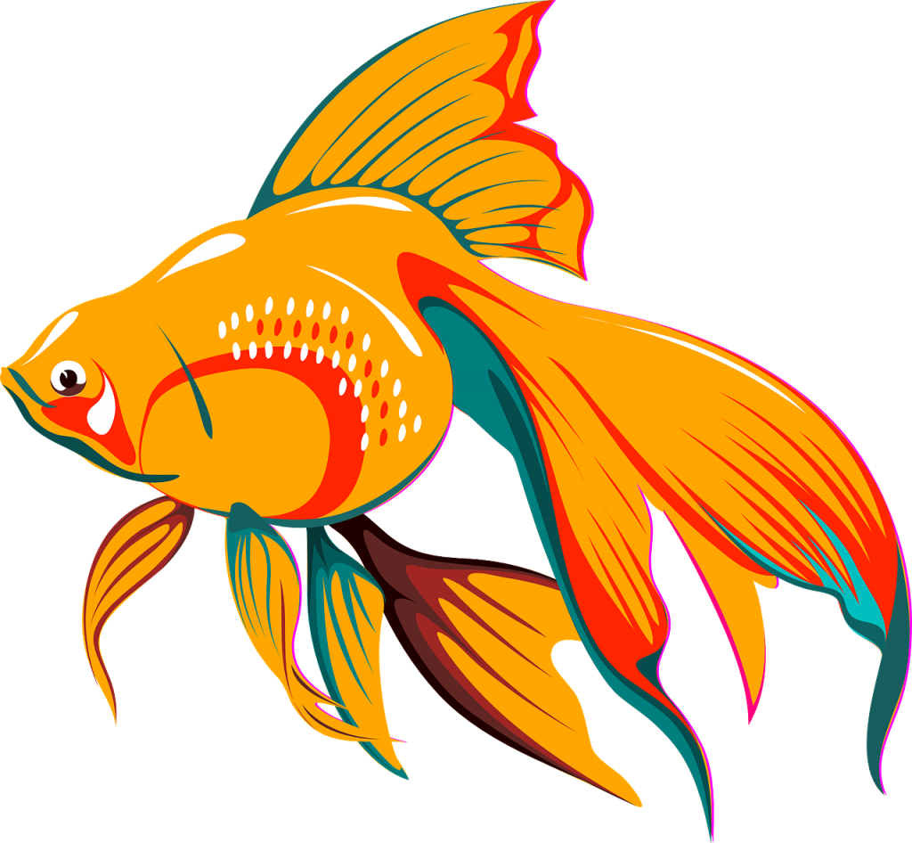 gold-fish